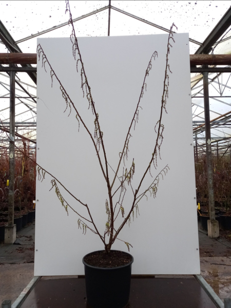Stachyurus praecox,