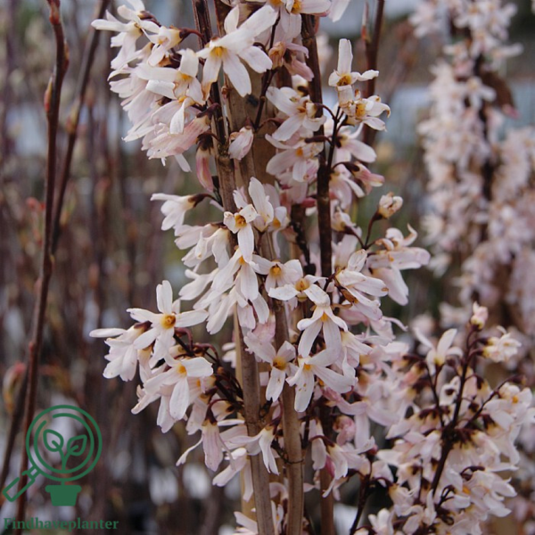 Abeliophyllum distichum