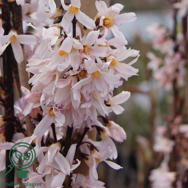 Abeliophyllum distichum