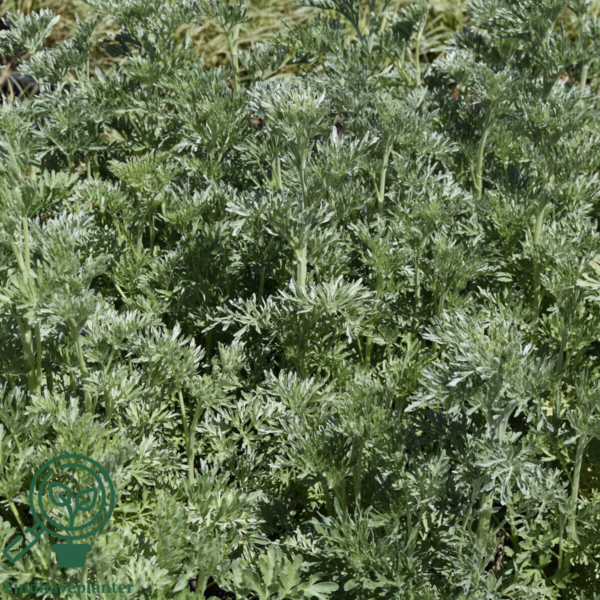 Artemisia absinthium, Bynke/Malurt-Havemalurt