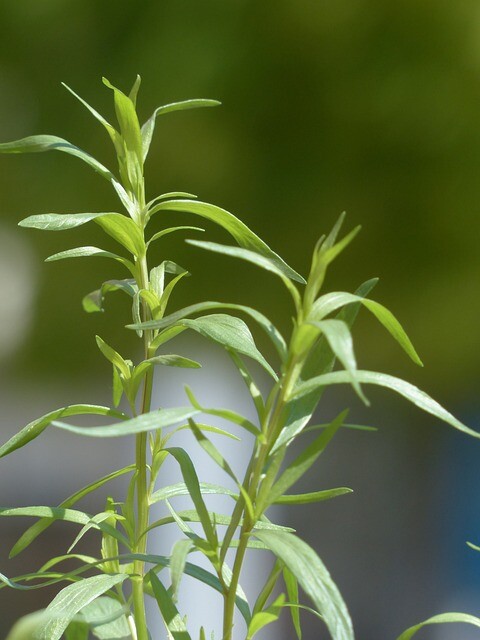 Artemisia dracunculus (fransk), Bynke/Fransk Estragon