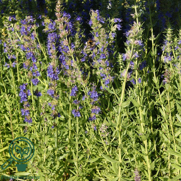Hyssopus officinalis, Isop