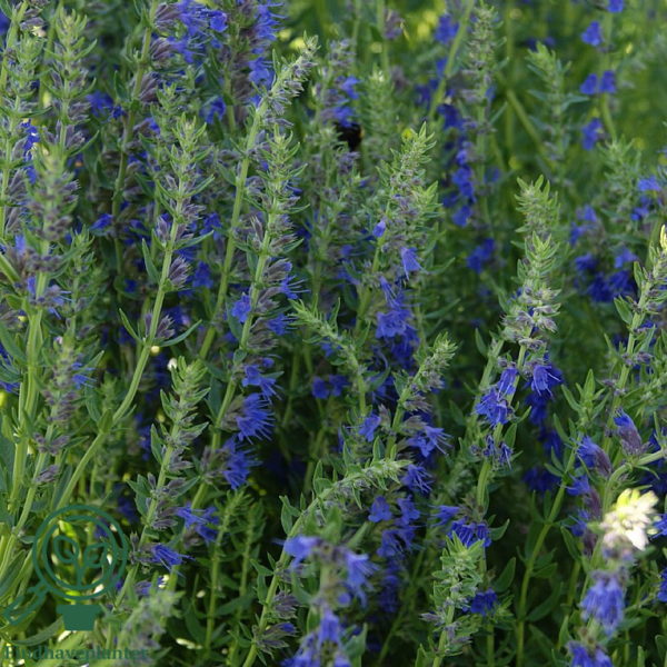Hyssopus officinalis, Isop