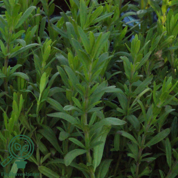 Hyssopus officinalis, Isop