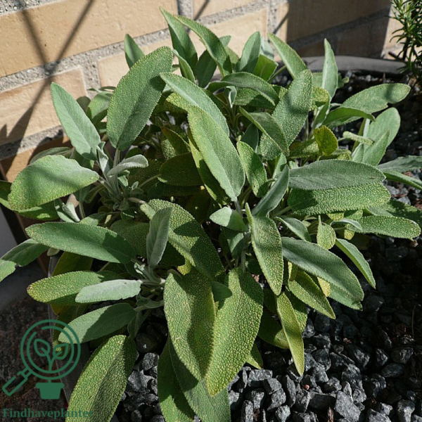Salvia officinalis, Lægesalvie