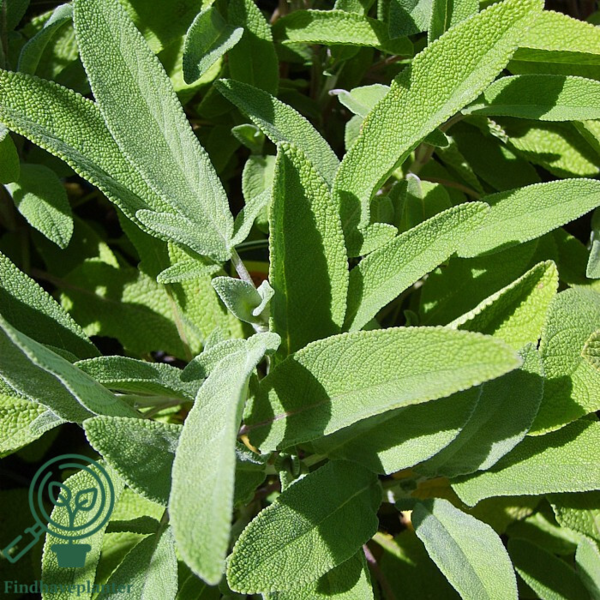 Salvia officinalis, Lægesalvie