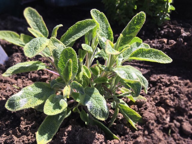 Salvia officinalis, Lægesalvie