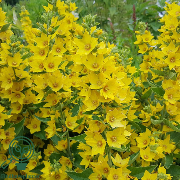 Lysimachia punctata, Fredløs