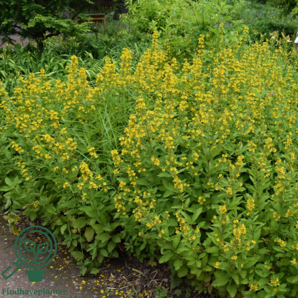 Lysimachia punctata, Fredløs