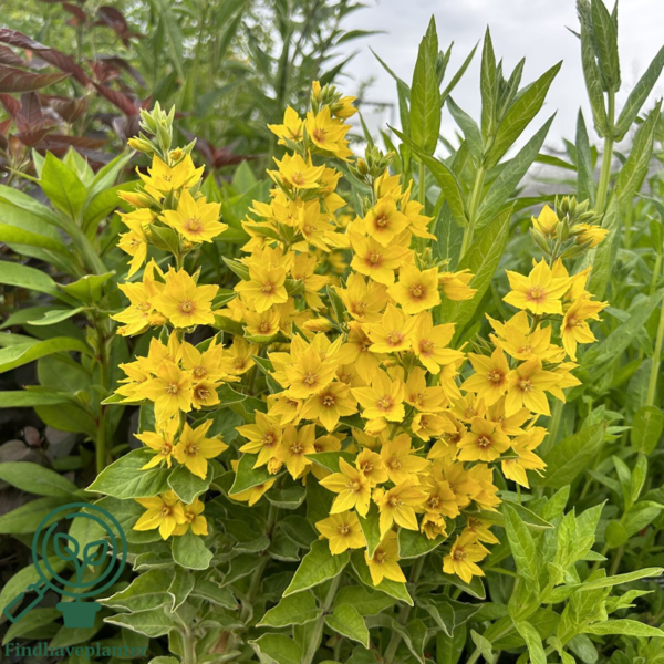 Lysimachia punctata, Fredløs