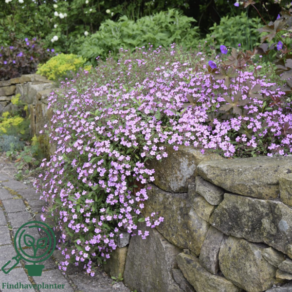 Saponaria ocymoides, Lav sæbeurt