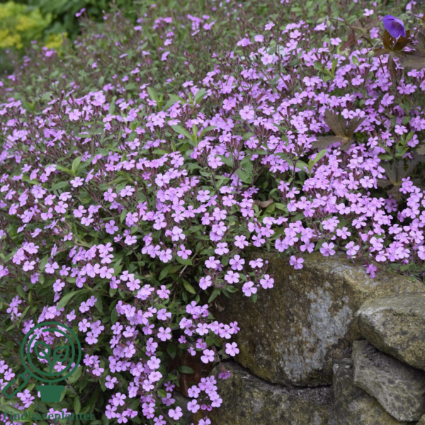 Saponaria ocymoides, Lav sæbeurt