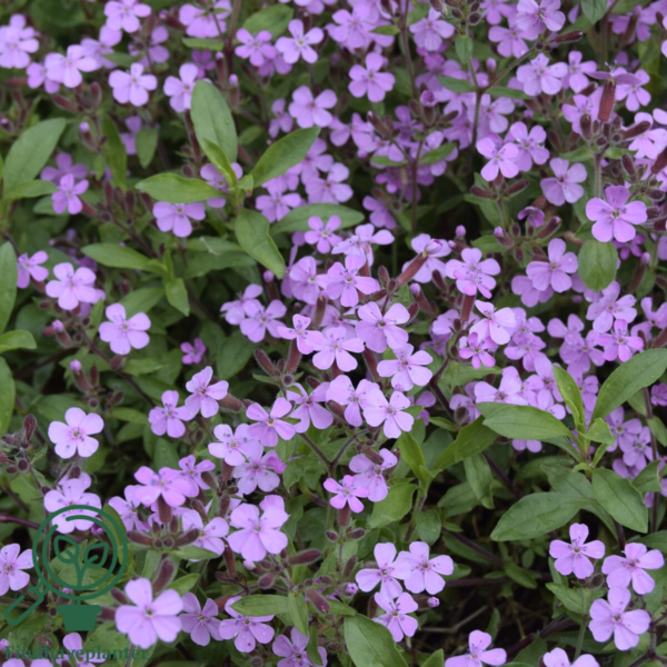 Saponaria ocymoides, Lav sæbeurt