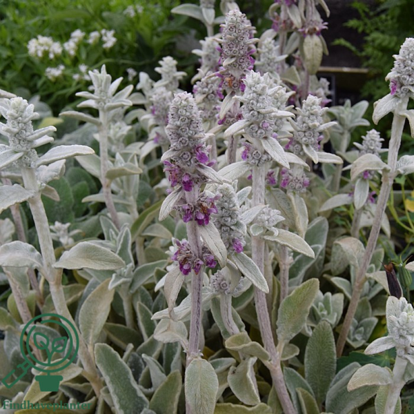 Stachys byzantina, Lammeøre