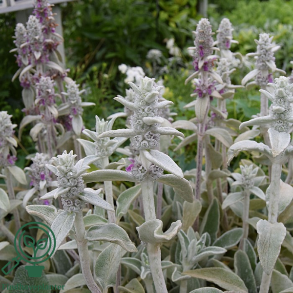 Stachys byzantina, Lammeøre
