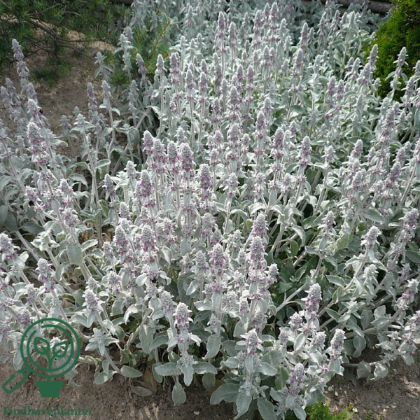 Stachys byzantina, Lammeøre