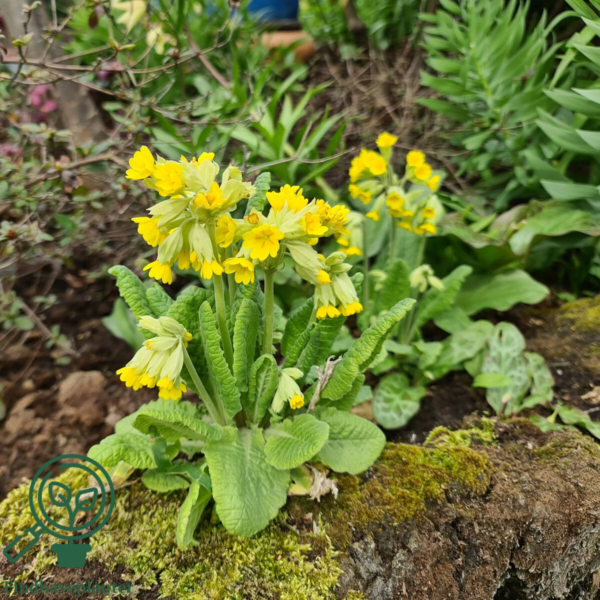 Primula veris, Hulkravet kodriver