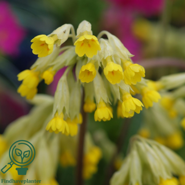 Primula veris, Hulkravet kodriver