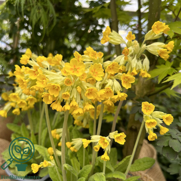 Primula veris, Hulkravet kodriver