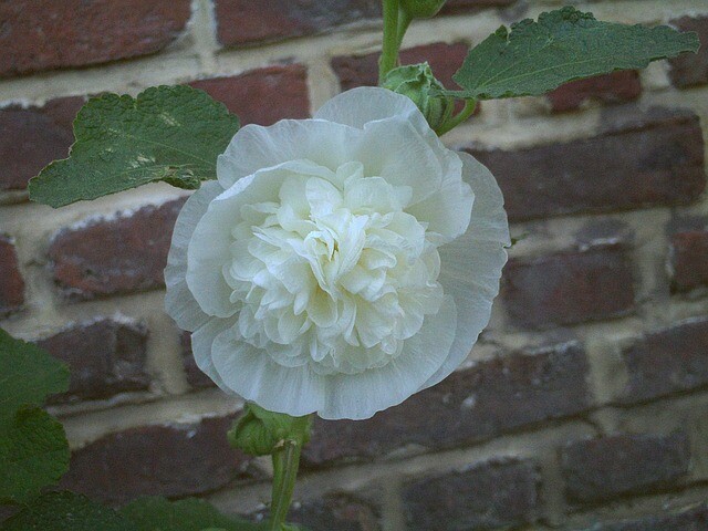 Alcea rosea 'Pleniflora' hvid, Stokrose