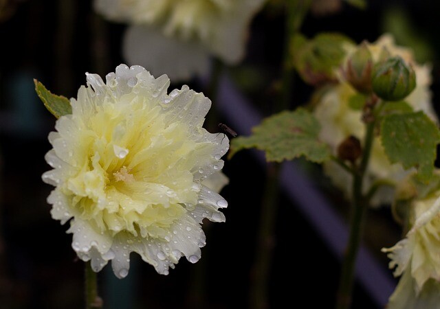 Alcea rosea 'Pleniflora' gul, Stokrose