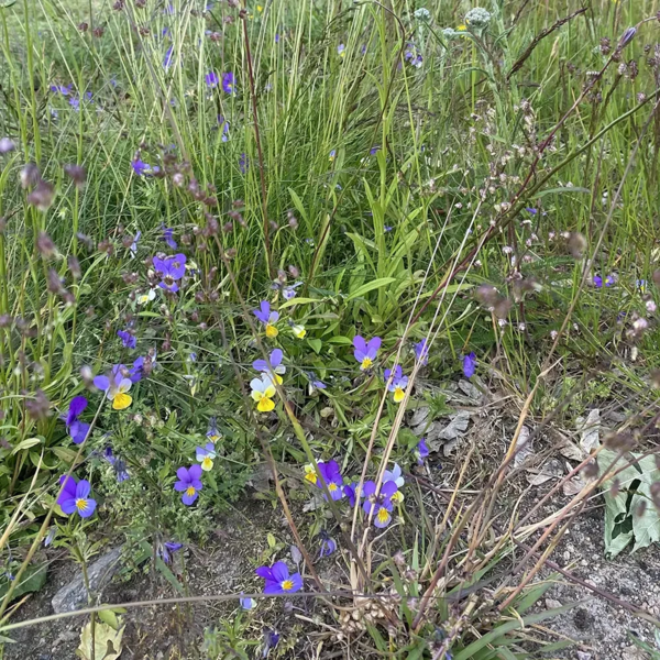 6704 – Engfrø til Tør nærings- og kalkfattig jord