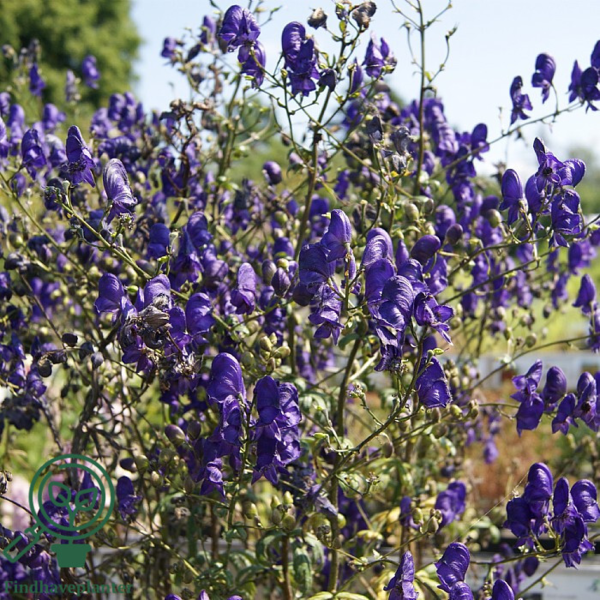 Aconitum henryi 'Spark' Stormhat, Venusvogn