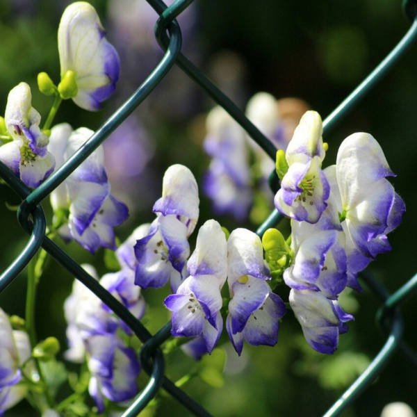 Aconitum henryi 'Spark' Stormhat, Venusvogn