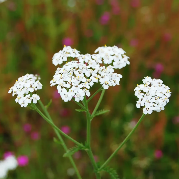 Achillea millefolium, Alm. røllike