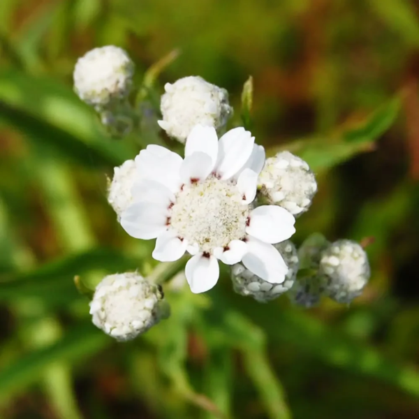 Achillea ptarmica, Nyse-røllike