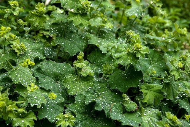 Alchemilla alpina, Løvefod