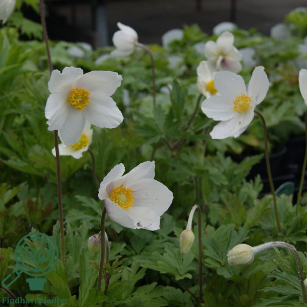 Anemone sylvestris, sommeranemone