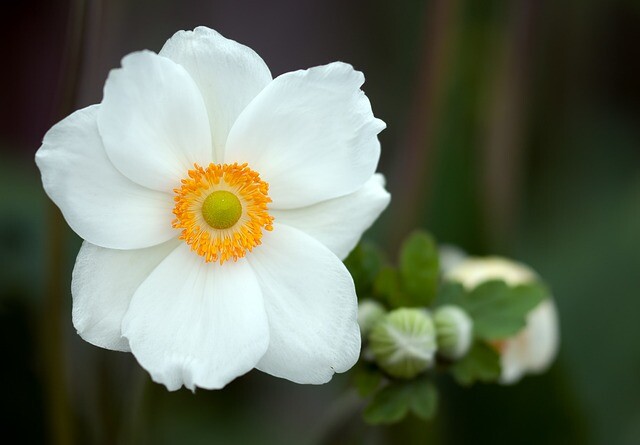 Anemone sylvestris, sommeranemone