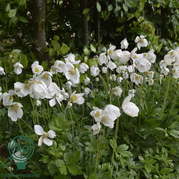 Anemone sylvestris, sommeranemone