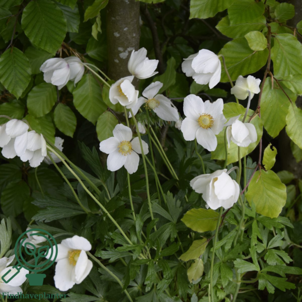 Anemone sylvestris, sommeranemone