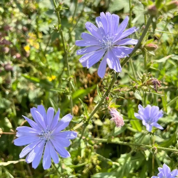 Cichorium intybus, Cikorie