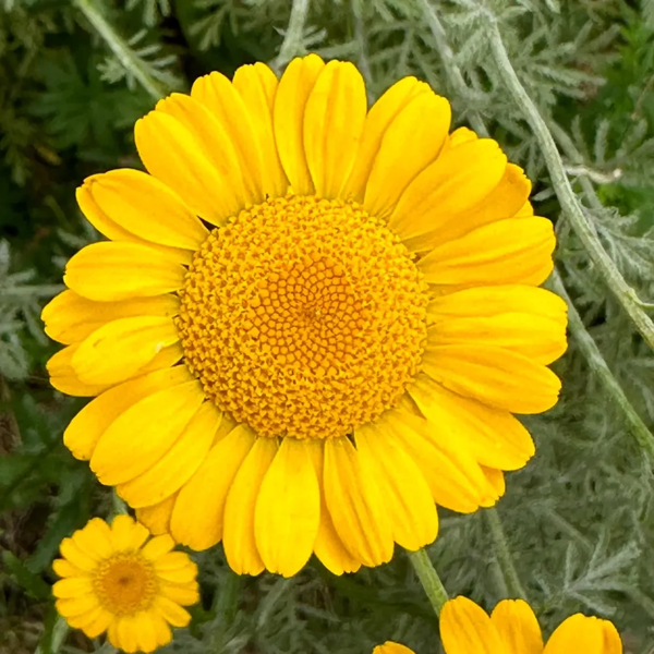 Cota tinctoria, Farve-gåseurt