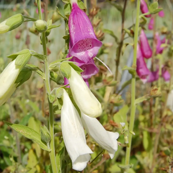 Digitalis purpurea, Alm. fingerbøl