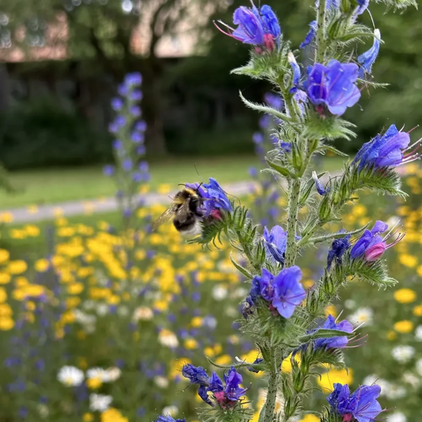 Echium vulgare, Slangehoved
