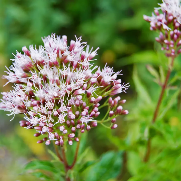 Eupatorium cannabinum, Hjortetrøst