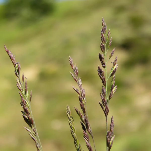 Festuca ovina, Fåre-svingel
