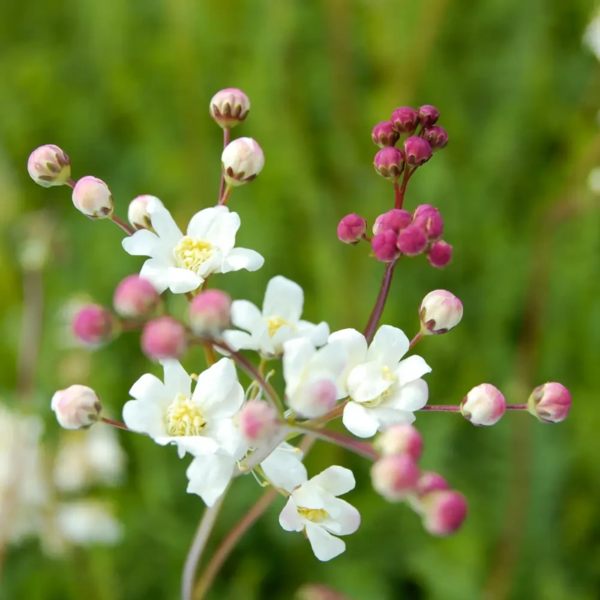 Filipendula vulgaris, Knoldet mjødurt