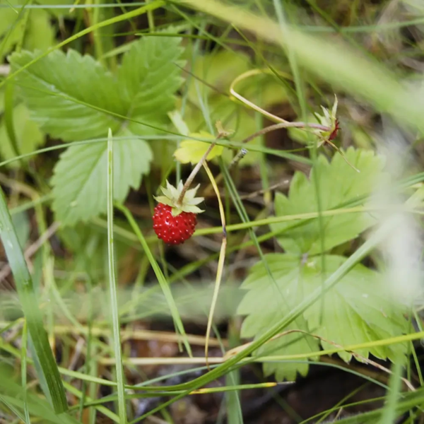 Fragaria vesca, Skov-jordbær