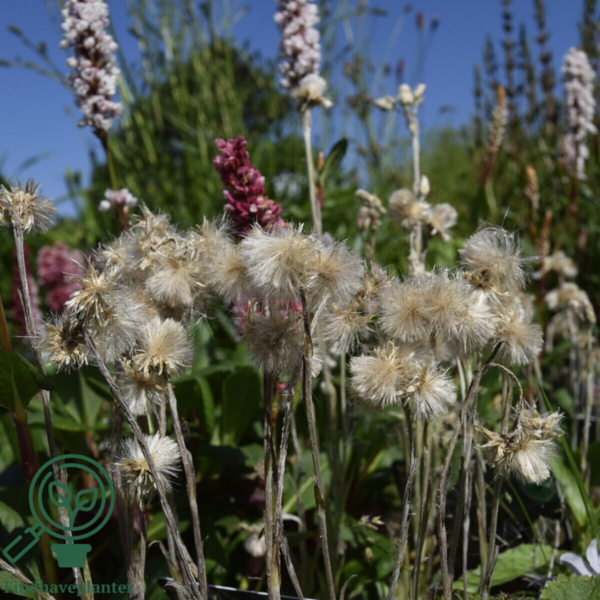 Antennaria dioica 'Rubra', Kattefod