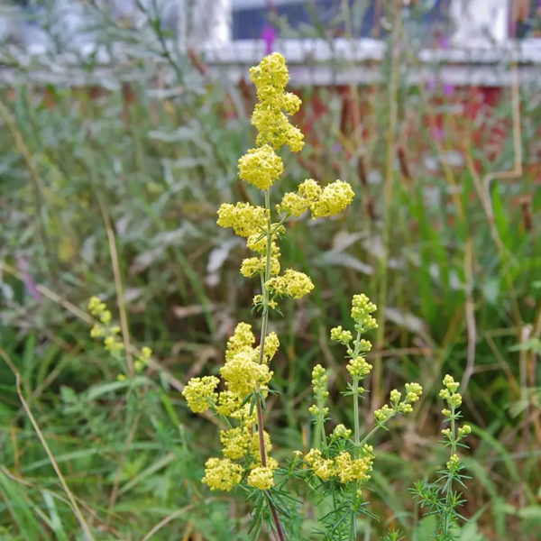 Galium verum, Gul snerre