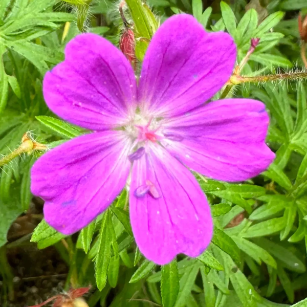 Geranium sanguineum, Blodrød storkenæb