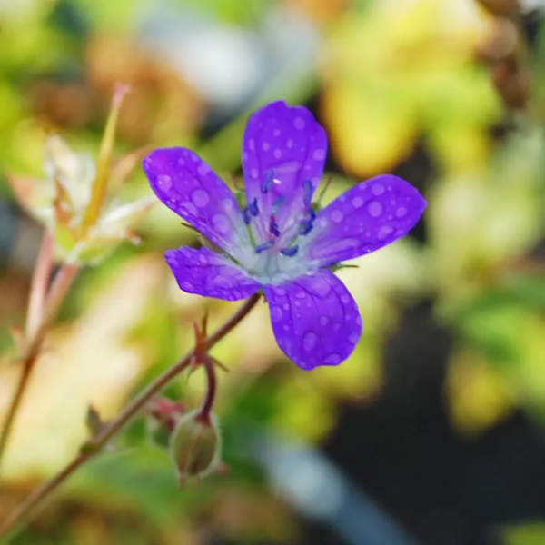 Geranium sylvaticum, Skov-storkenæb