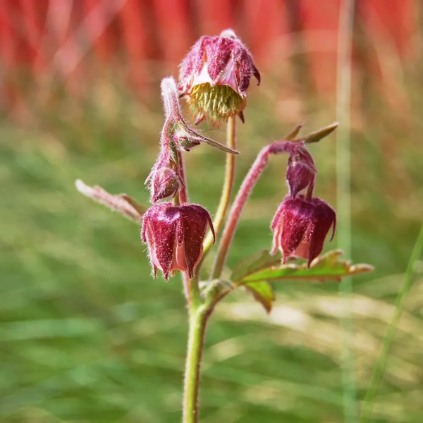 Geum rivale, Eng-nellikerod