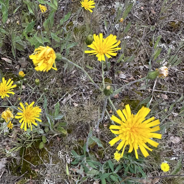 Hieracium umbellatum, Smalbladet høgeurt