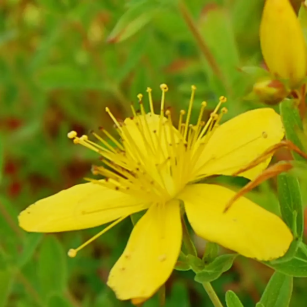 Hypericum maculatum, Kantet perikon